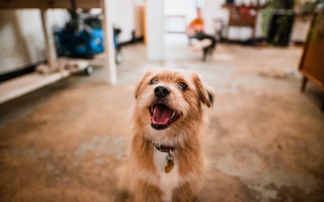 Reformas para vivir con una mascota